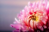 Chrysantheme Allerheiligen